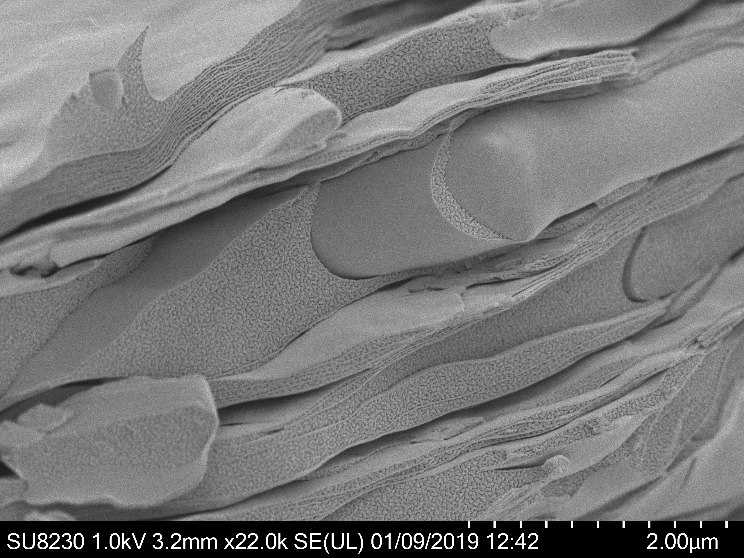 CryoSEM