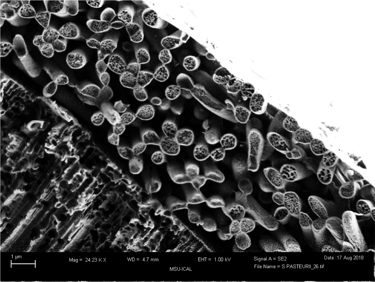 fractured biofilm