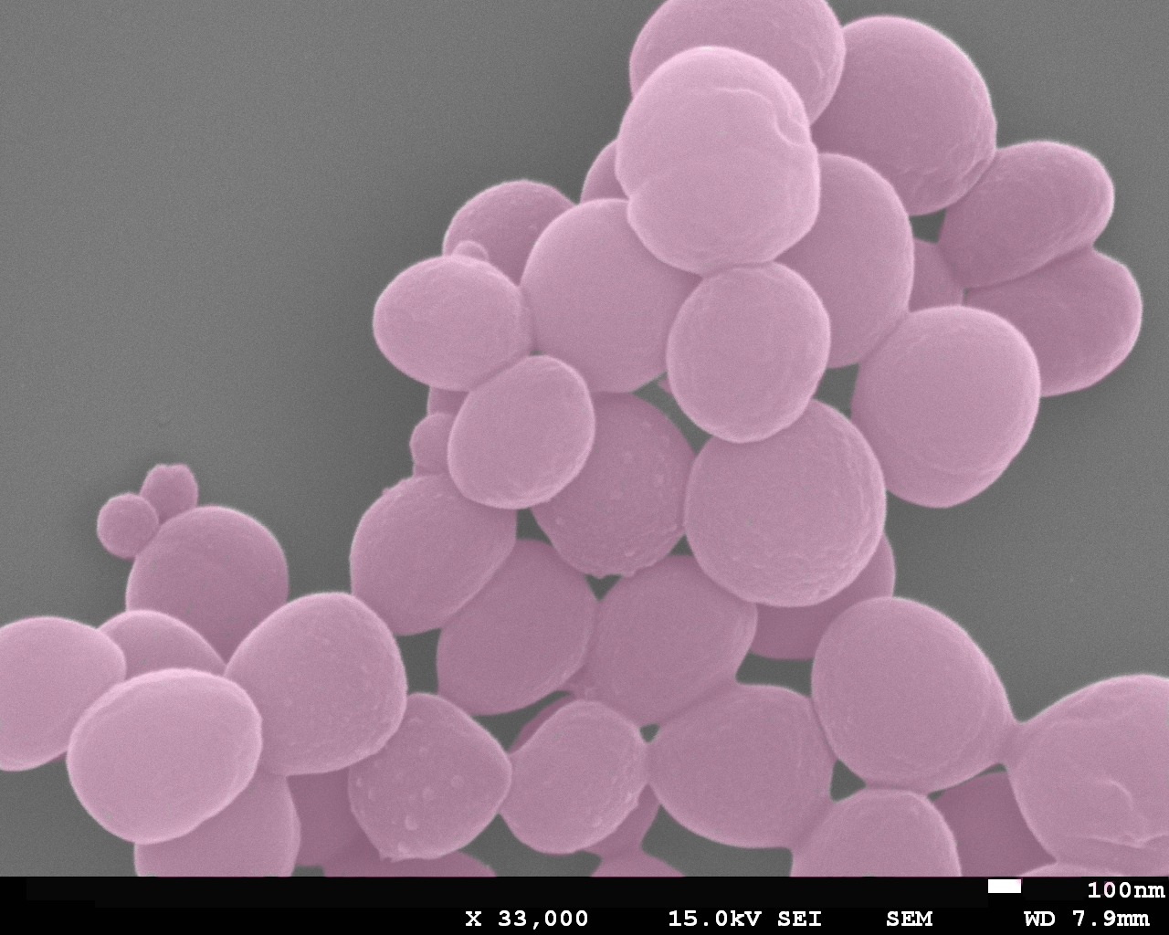 Healthy Staphylococcus aureus