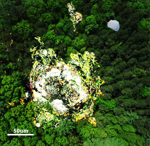 bacterial cells sticking to a self-produced calcium carbonate dome