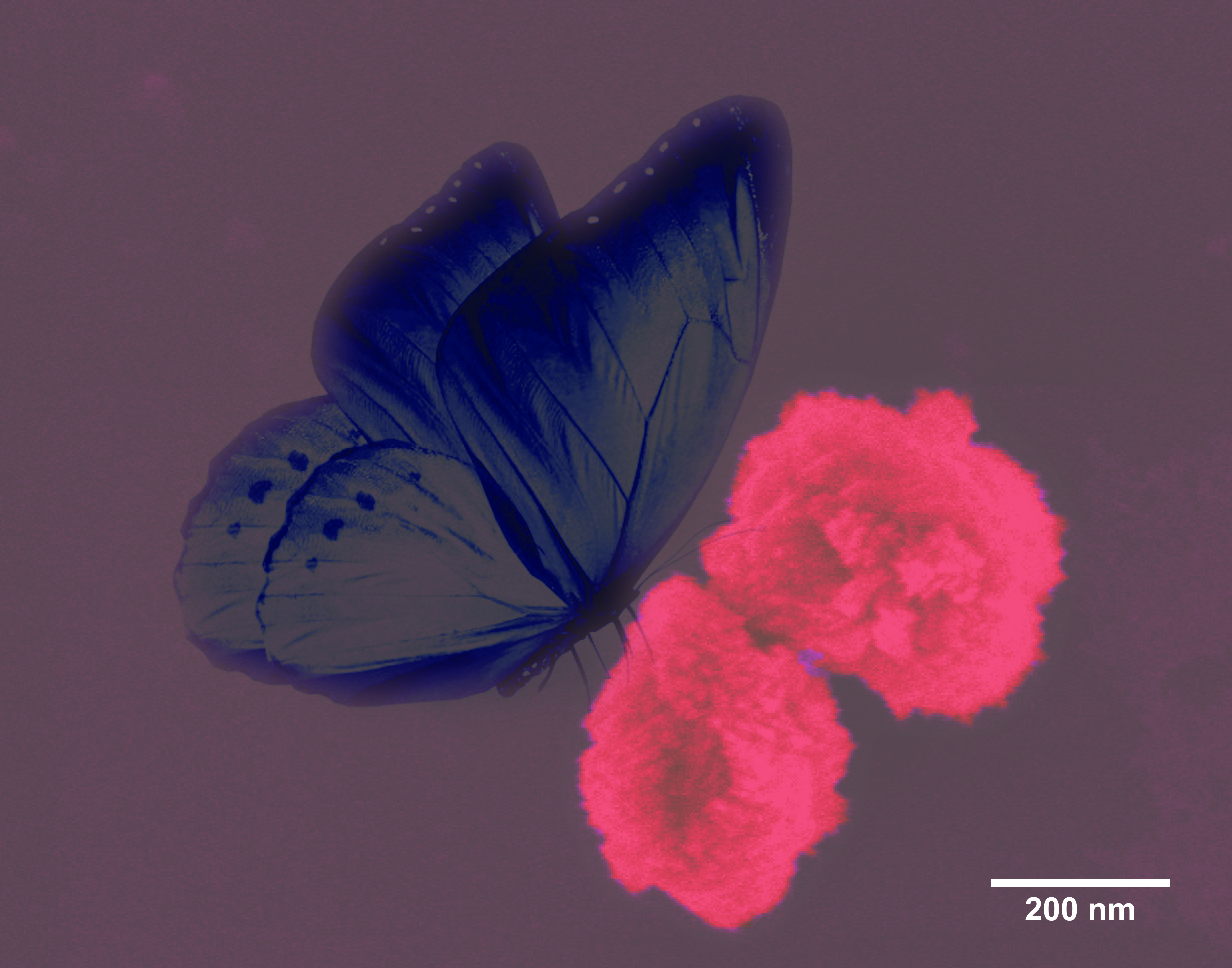 self-assembly of Cu(OH)2 nanocrystals with phospholipids