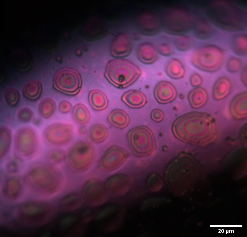 image, captured by optical microscopy, shows the surface of a phosphorus-doped graphitic carbon flake