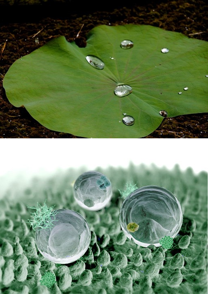 Image result for lotus leaf nanotechnology