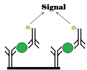 bacterial detection