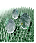 biomimic