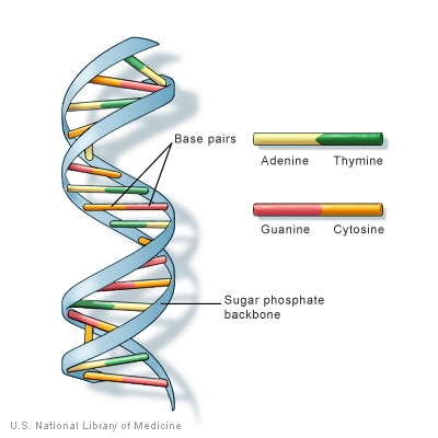 What is DNA? National Institutes of Health https://ghr.nlm.nih.gov/primer/basics/dna