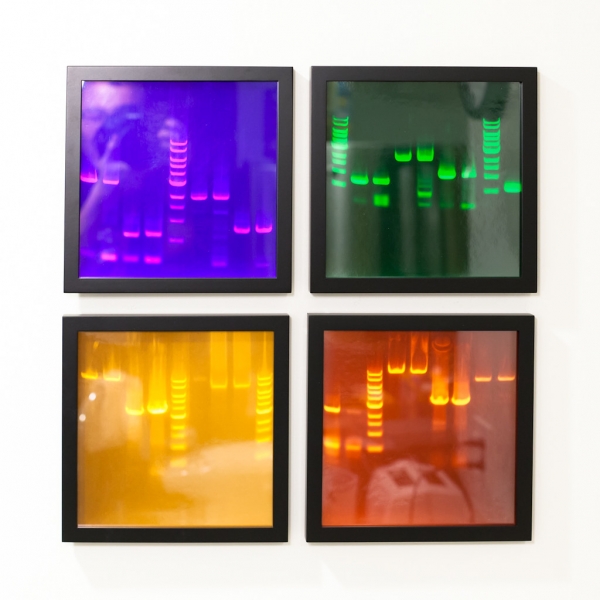 Gel electrophoresis as art https://www.flickr.com/photos/toasty/6698847003